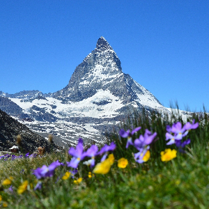 Vihado Vitamine und Mineralstoffe in die Schweiz liefern lassen